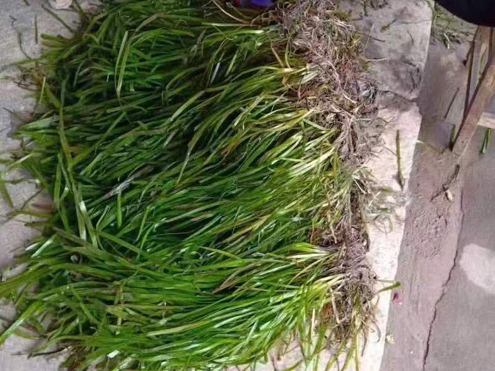 苦草
